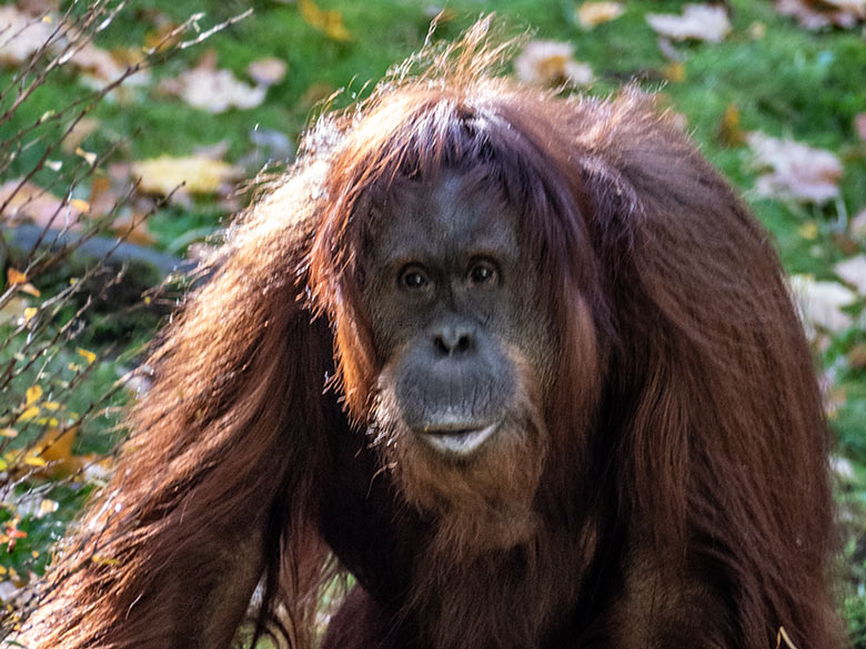 Weiblicher Orang-Utan CHEEMO am 9. Oktober 2022 auf der Außenanlage am Menschenaffen-Haus im Wuppertaler Zoo