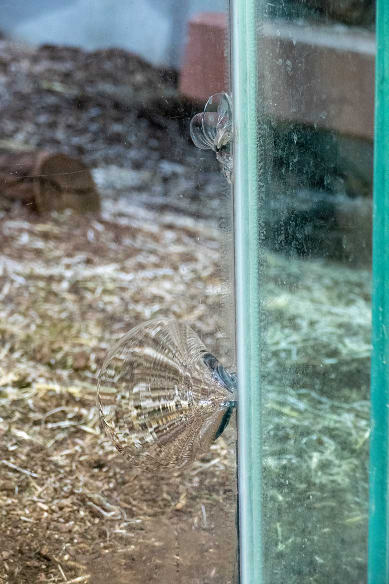 Beschädigungen an der Sicherheits-Glasscheibe am eigentlichen Innengehege der Orang-Utans am 30. Oktober 2022 im Menschenaffen-Haus im Wuppertaler Zoo