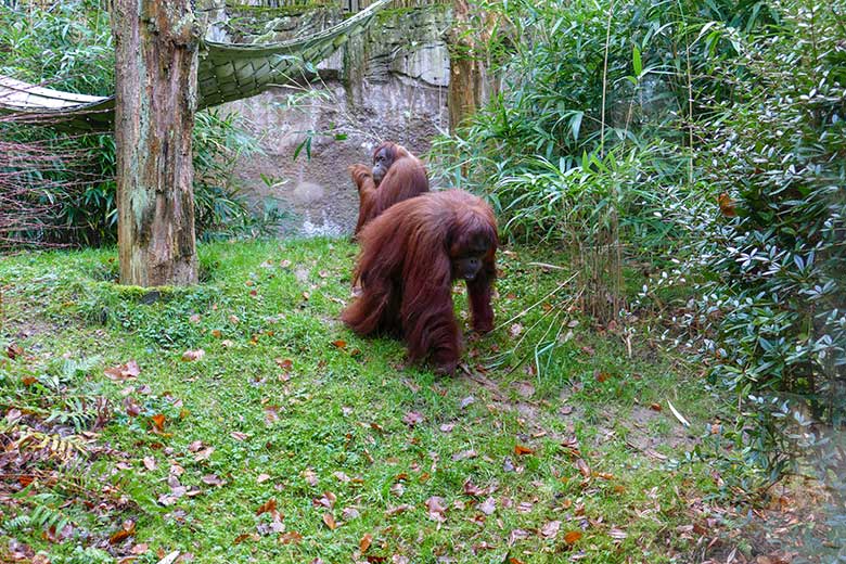 Weiblicher Orang-Utans Cheemo und Jakowina (hinten) am 3. Januar 2023 auf der Außenanlage am Menschenaffen-Haus im Grünen Zoo Wuppertal