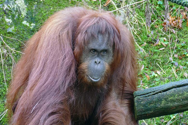 Weiblicher Orang-Utan Cheemo am 3. Januar 2023 auf der Außenanlage am Menschenaffen-Haus im Zoo Wuppertal