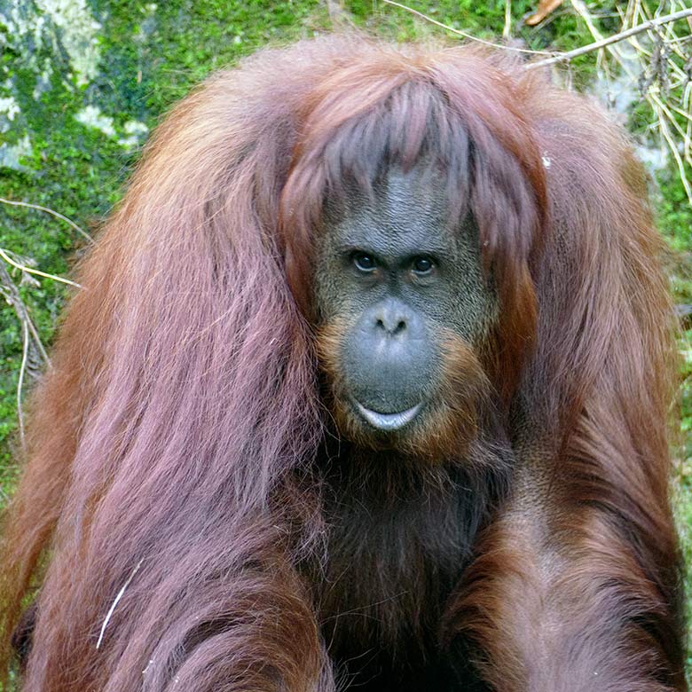 Weiblicher Orang-Utan Cheemo am 3. Januar 2023 auf der Außenanlage am Menschenaffen-Haus im Wuppertaler Zoo