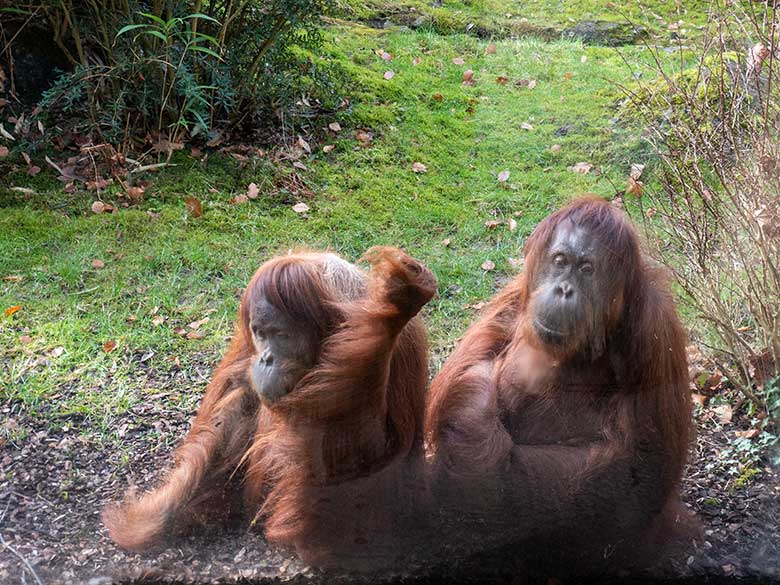 Weibliche Orang-Utans JAKOWINA und CHEEMO am 22. Februar 2023 an der Glasscheibe der Besucher-Höhle der Außenanlage am Menschenaffen-Haus im Grünen Zoo Wuppertal