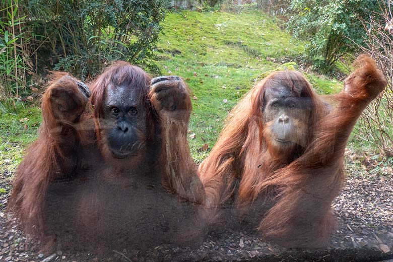 Weibliche Orang-Utans CHEEMO und JAKOWINA am 22. Februar 2023 an der Glasscheibe der Besucher-Höhle der Außenanlage am Menschenaffen-Haus im Zoologischen Garten Wuppertal