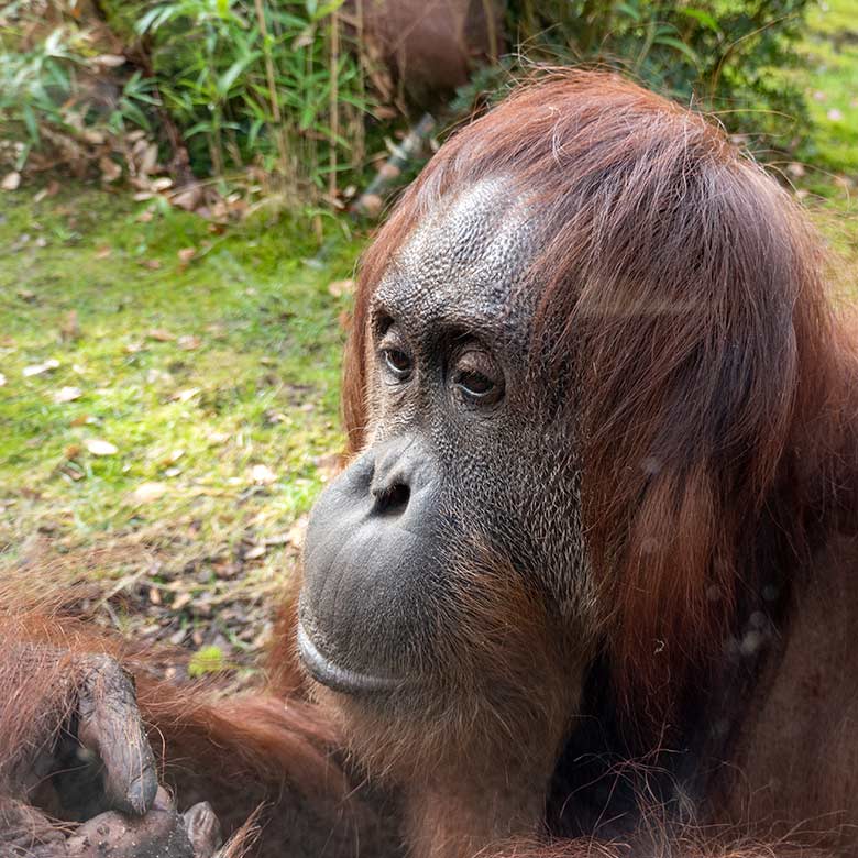Weiblicher Orang-Utan CHEEMO am 22. Februar 2023 an der Glasscheibe der Besucher-Höhle der Außenanlage am Menschenaffen-Haus im Zoo Wuppertal