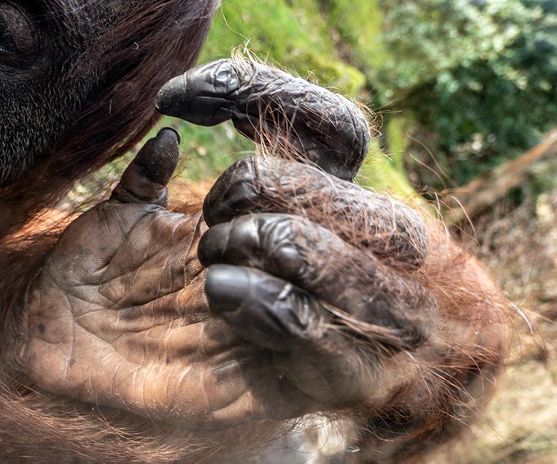 Finger der linken Hand von dem weiblichen Orang-Utan CHEEMO am 22. Februar 2023 an der Glasscheibe der Besucher-Höhle der Außenanlage am Menschenaffen-Haus im Grünen Zoo Wuppertal