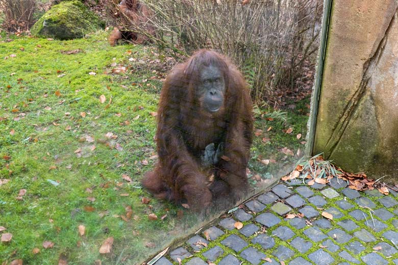 Weibliche Orang-Utans CHEEMO und JAKOWINA (hinten) am 22. Februar 2023 an einer Glasscheibe der Außenanlage am Menschenaffen-Haus im Wuppertaler Zoo