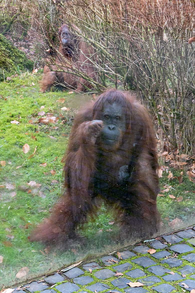 Weibliche Orang-Utans CHEEMO und JAKOWINA (hinten) am 22. Februar 2023 an einer Glasscheibe der Außenanlage am Menschenaffen-Haus im Zoo Wuppertal