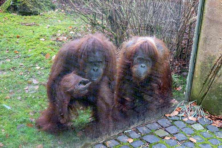 Weibliche Orang-Utans CHEEMO und JAKOWINA am 22. Februar 2023 an einer Glasscheibe der Außenanlage am Menschenaffen-Haus im Wuppertaler Zoo
