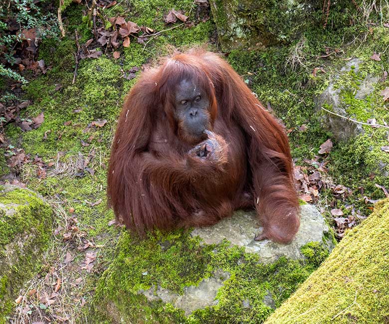 Weiblicher Orang-Utan CHEEMO am 22. Februar 2023 auf der Außenanlage am Menschenaffen-Haus im Wuppertaler Zoo