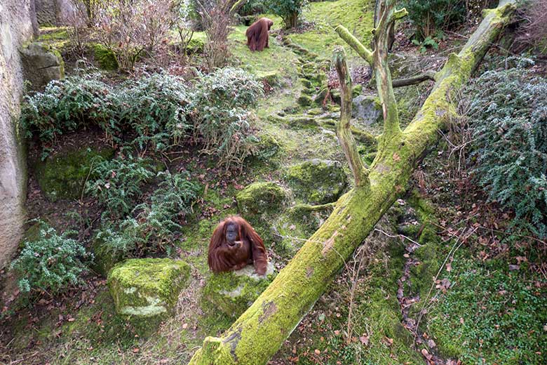 Weibliche Orang-Utans CHEEMO und JAKOWINA (hinten) am 22. Februar 2023 auf der Außenanlage am Menschenaffen-Haus im Grünen Zoo Wuppertal