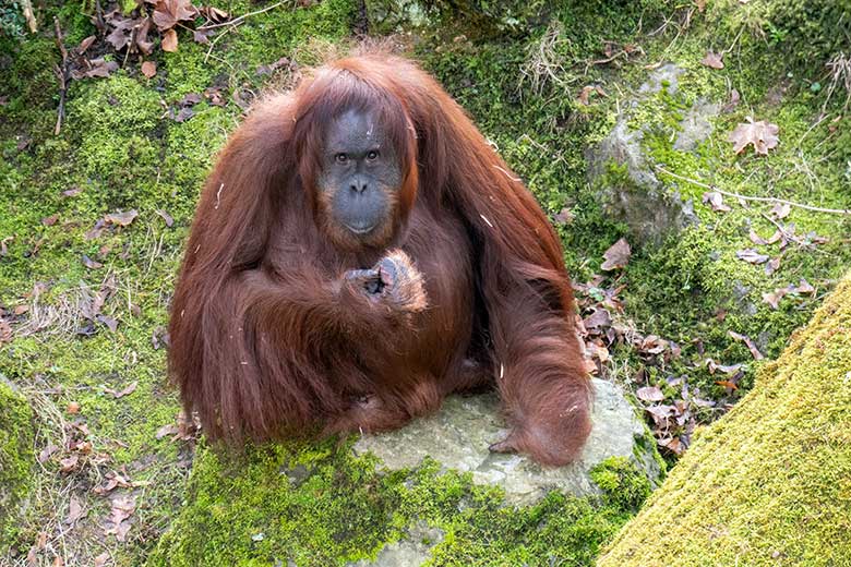 Weiblicher Orang-Utan CHEEMO am 22. Februar 2023 auf der Außenanlage am Menschenaffen-Haus im Zoo Wuppertal