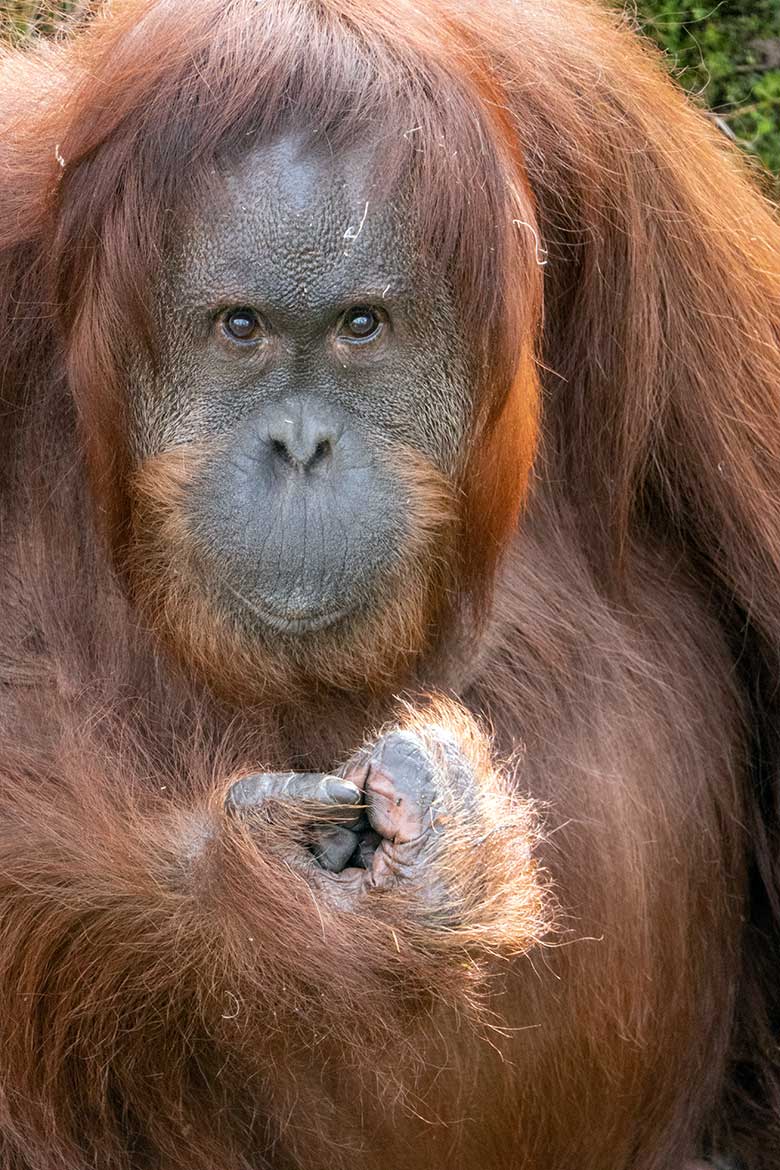 Weiblicher Orang-Utan CHEEMO am 22. Februar 2023 auf der Außenanlage am Menschenaffen-Haus im Wuppertaler Zoo