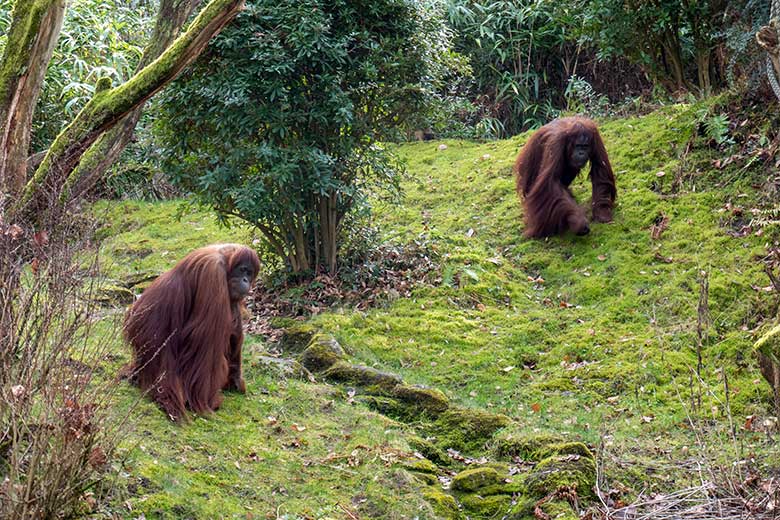 Weibliche Orang-Utans JAKOWINA und CHEEMO am 22. Februar 2023 auf der Außenanlage am Menschenaffen-Haus im Grünen Zoo Wuppertal