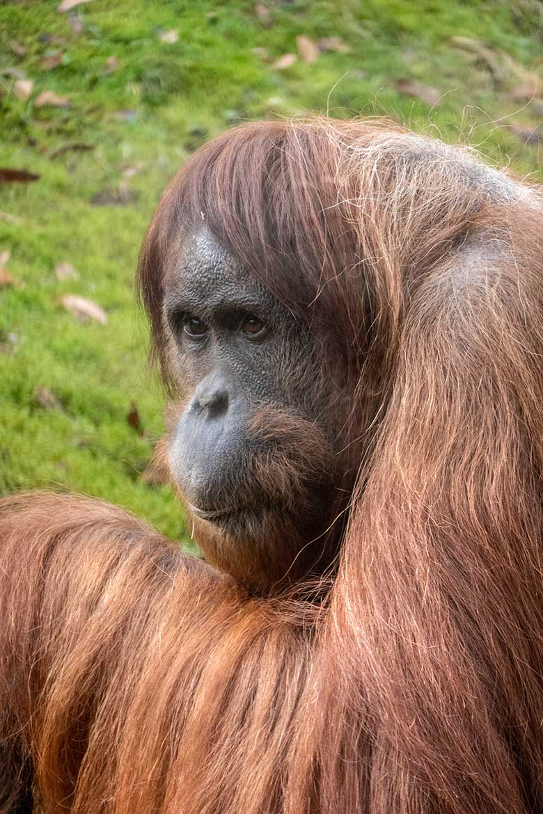 Weiblicher Orang-Utan JAKOWINA am 22. Februar 2023 auf der Außenanlage am Menschenaffen-Haus im Wuppertaler Zoo