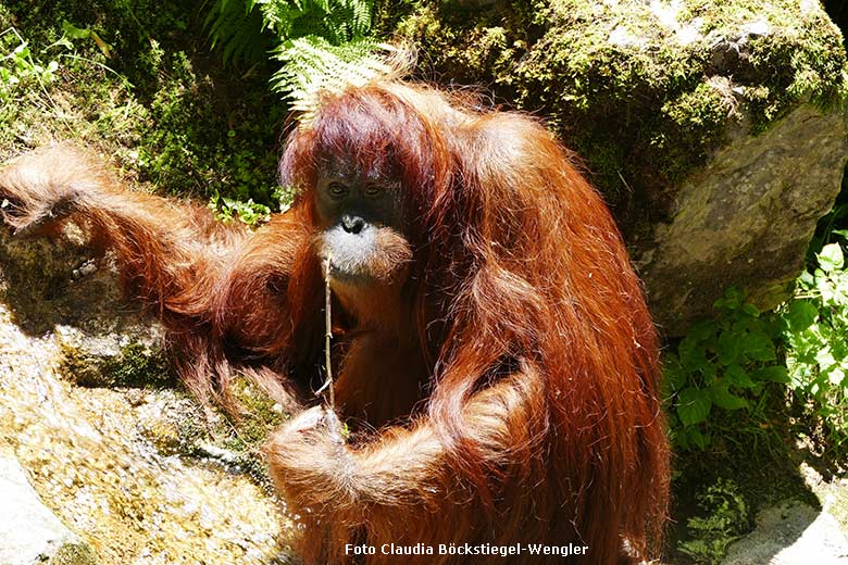 Weiblicher Orang-Utan JAKOWINA am 25. Juni 2024 auf der Außenanlage am Menschenaffen-Haus im Grünen Zoo Wuppertal (Foto Claudia Böckstiegel-Wengler)