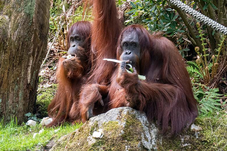 Weibliche Orang-Utans JAKOWINA und CHEEMO am 26. April 2025 auf der Außenanlage am Menschenaffen-Haus im Zoologischen Garten Wuppertal