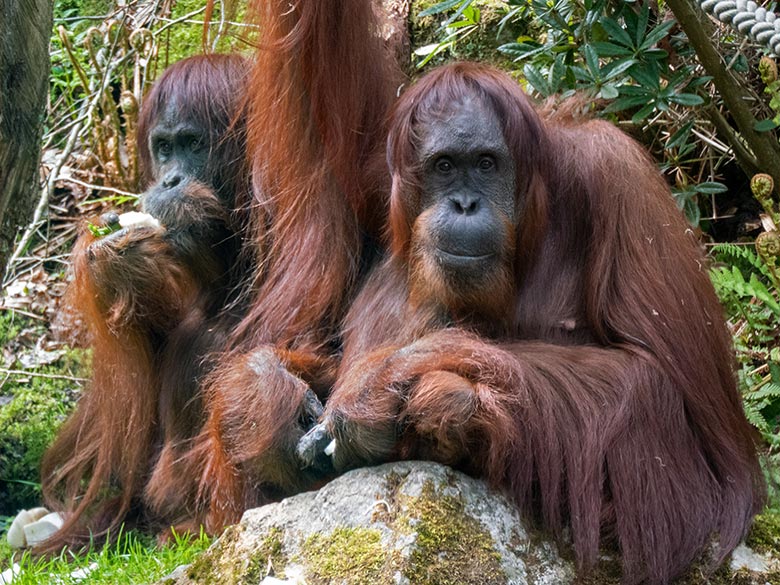Weibliche Orang-Utans JAKOWINA und CHEEMO am 26. April 2025 auf der Außenanlage am Menschenaffen-Haus im Wuppertaler Zoo