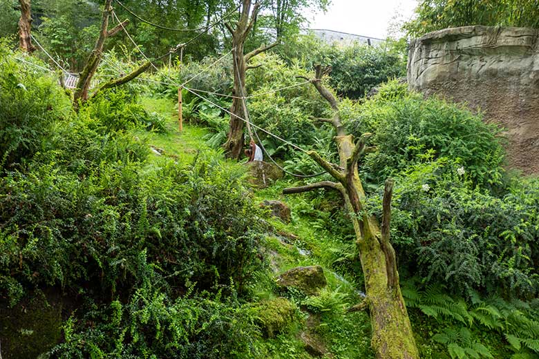 50 Jahre alter weiblicher Orang-Utan JAKOWINA am 29. Mai 2025 auf der Außenanlage am Menschenaffen-Haus im Zoologischen Garten der Stadt Wuppertal