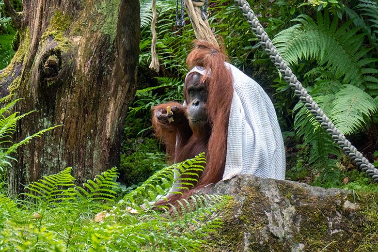 50 Jahre alter weiblicher Orang-Utan JAKOWINA am 29. Mai 2025 auf der Außenanlage am Menschenaffen-Haus im Wuppertaler Zoo