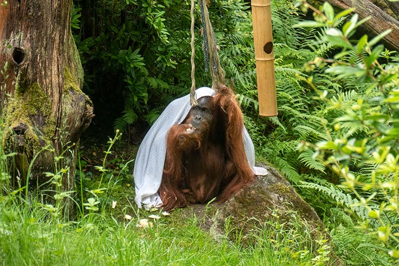 50 Jahre alter weiblicher Orang-Utan JAKOWINA am 29. Mai 2025 auf der Außenanlage am Menschenaffen-Haus im Zoo Wuppertal