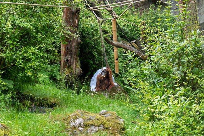 50 Jahre alter weiblicher Orang-Utan JAKOWINA am 29. Mai 2025 auf der Außenanlage am Menschenaffen-Haus im Grünen Zoo Wuppertal