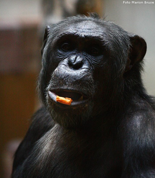 Schimpanse im Wuppertaler Zoo im Oktober 2008 (Foto Marion Bruse)