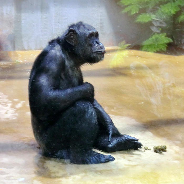 Schimpanse im Wuppertaler Zoo im Dezember 2011