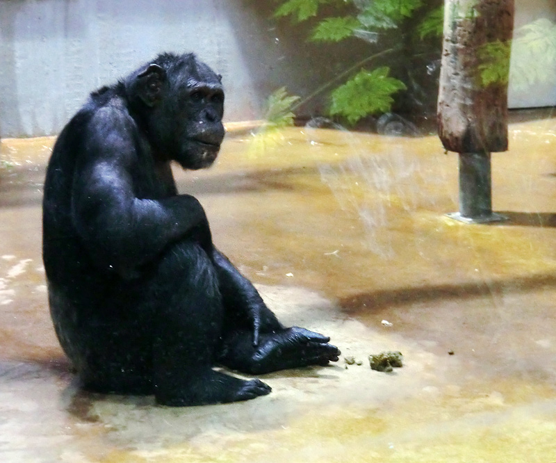 Schimpanse im Zoologischen Garten Wuppertal im Dezember 2011
