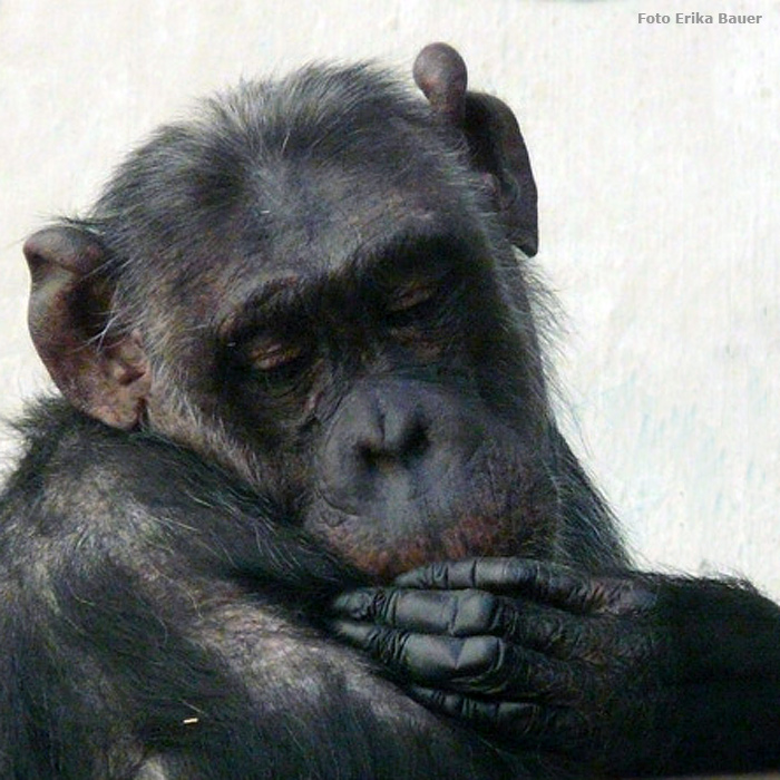Schimpanse im Wuppertaler Zoo im August 2012 (Foto Erika Bauer)