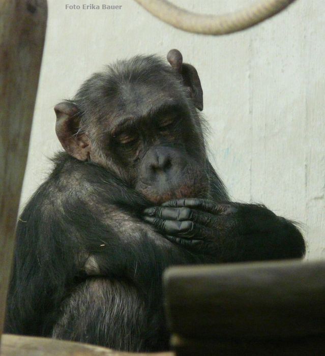 Schimpanse im Zoologischen Garten Wuppertal im August 2012 (Foto Erika Bauer)