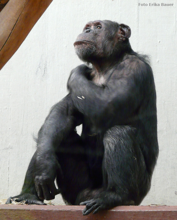 Schimpanse im Zoologischen Garten Wuppertal im August 2012 (Foto Erika Bauer)