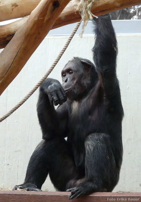 Schimpanse im Wuppertaler Zoo im August 2012 (Foto Erika Bauer)