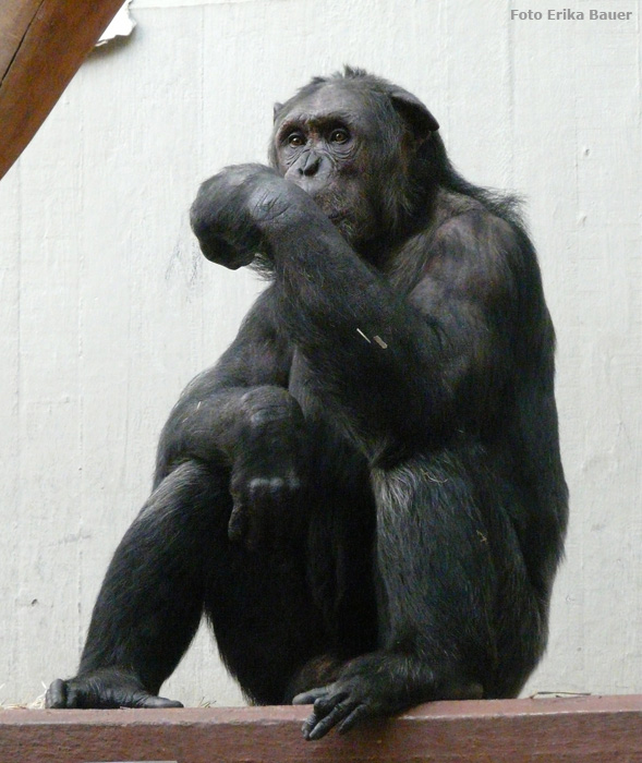 Schimpanse im Zoo Wuppertal im August 2012 (Foto Erika Bauer)