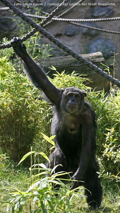 Schimpanse Epulu auf der Außenanlage im Zoo Wuppertal am 7. Juli 2014 (Foto Julian Kusak - Zoologischer Garten der Stadt Wuppertal)