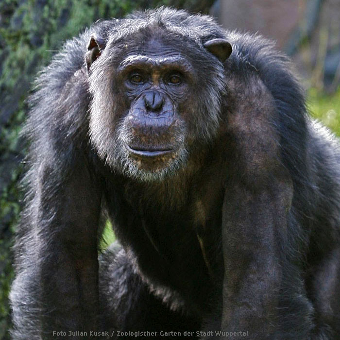 Schimpanse Epulu im Wuppertaler Zoo am 7. Juli 2014 (Foto Julian Kusak - Zoologischer Garten der Stadt Wuppertal)