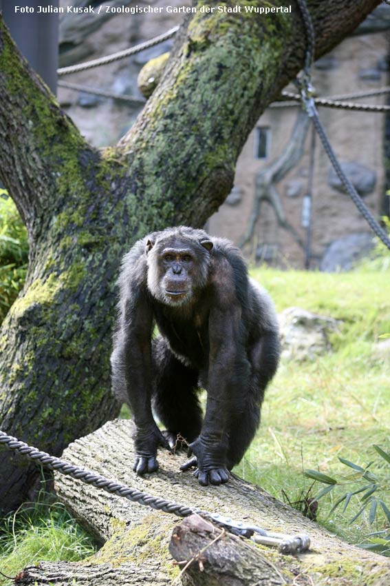 Schimpanse Epulu auf der Außenanlage im Zoologischen Garten Wuppertal am 7. Juli 2014 (Foto Julian Kusak - Zoologischer Garten der Stadt Wuppertal)
