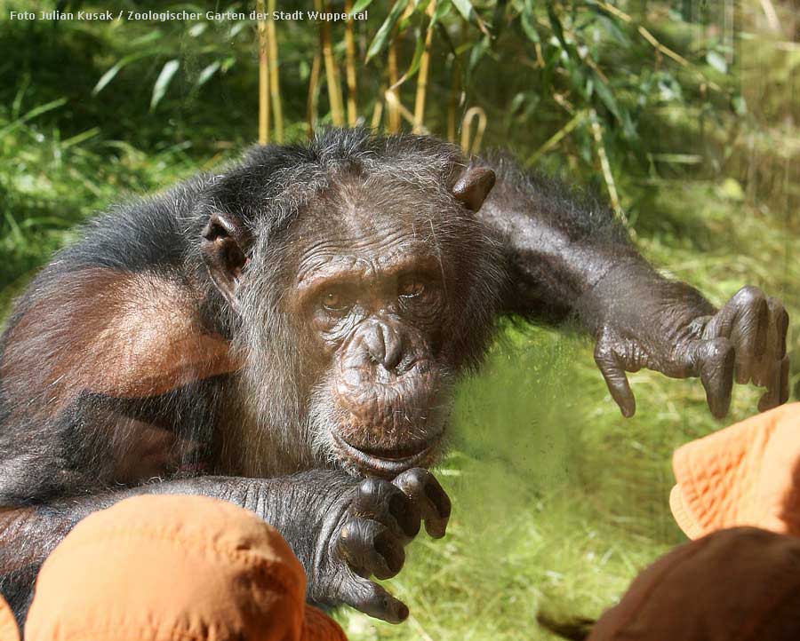 Schimpanse Epulu auf der Außenanlage im Zoologischen Garten Wuppertal am 7. Juli 2014 (Foto Julian Kusak - Zoologischer Garten der Stadt Wuppertal)