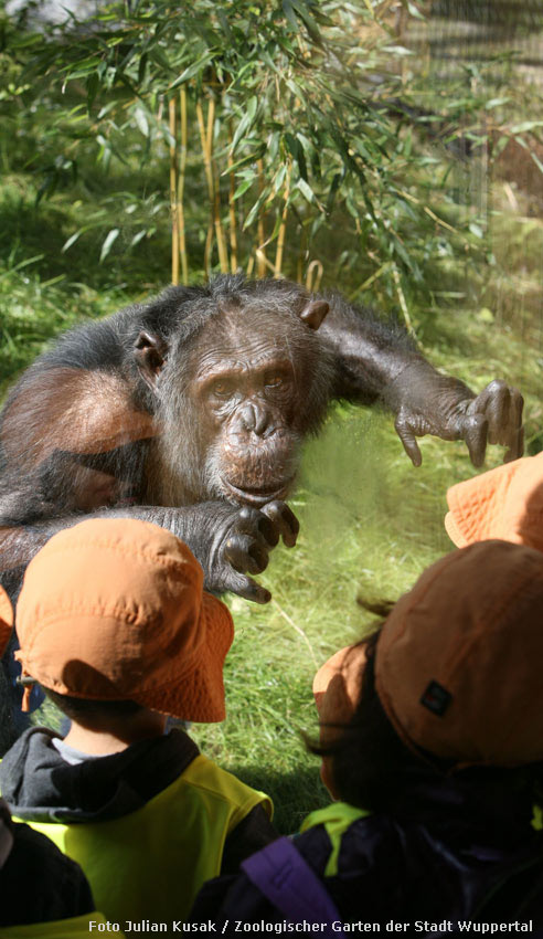 Schimpanse Epulu auf der Außenanlage im Zoo Wuppertal am 7. Juli 2014 (Foto Julian Kusak - Zoologischer Garten der Stadt Wuppertal)
