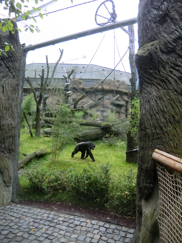 Schimpanse Epulu auf der Außenanlage im Zoologischen Garten Wuppertal am 13. Juli 2014