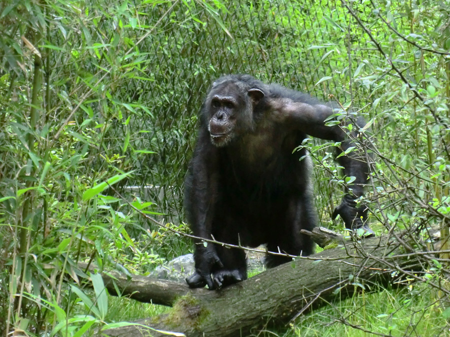 Schimpanse Epulu auf der Außenanlage im Zoologischen Garten Wuppertal am 13. Juli 2014