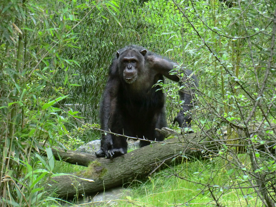 Schimpanse Epulu auf der Außenanlage im Wuppertaler Zoo am 13. Juli 2014