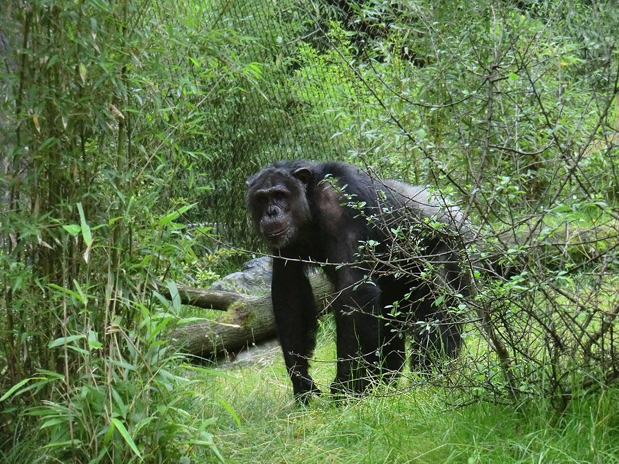 Schimpanse Epulu auf der Außenanlage im Zoo Wuppertal am 13. Juli 2014