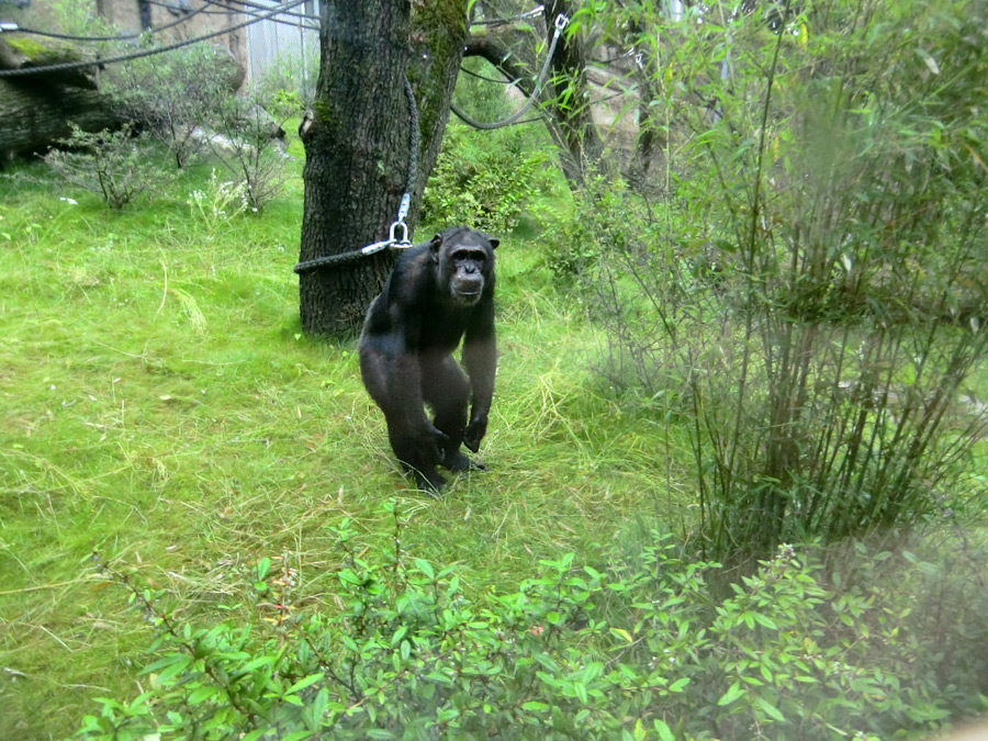 Schimpanse Epulu auf der Außenanlage im Zoo Wuppertal am 13. Juli 2014