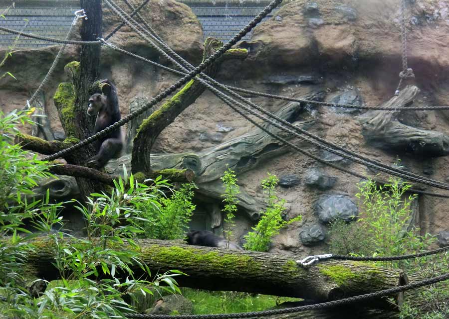 Schimpansin Kitoto auf der Außenanlage im Zoo Wuppertal am 13. Juli 2014