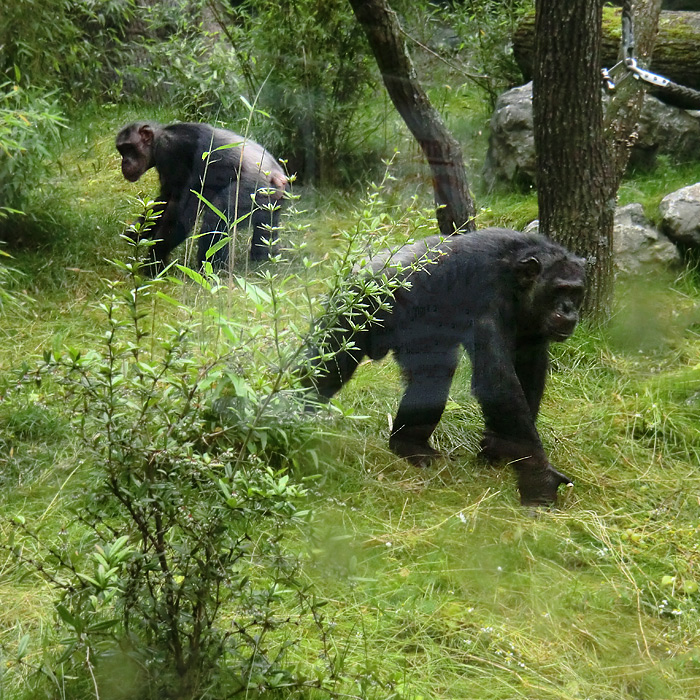 Schimpansin Kitoto und Schimpanse Epulu im Wuppertaler Zoo am 13. Juli 2014