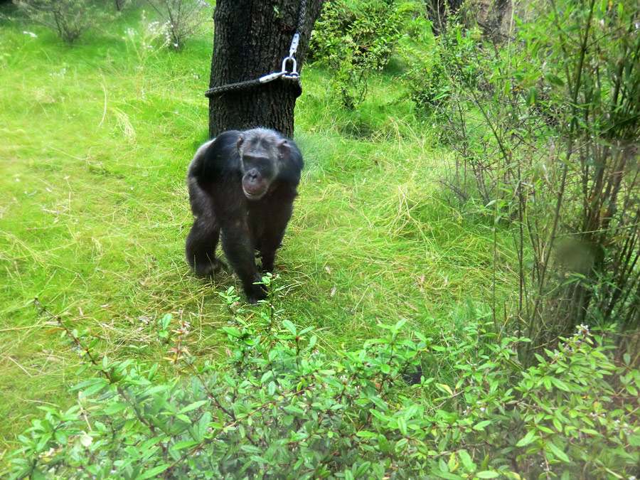 Schimpansin Kitoto auf der Außenanlage im Wuppertaler Zoo am 13. Juli 2014