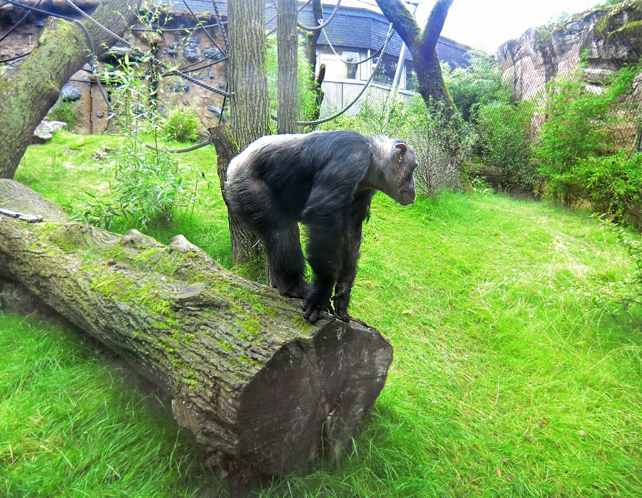 Schimpansin Kitoto auf der Außenanlage im Zoo Wuppertal am 13. Juli 2014