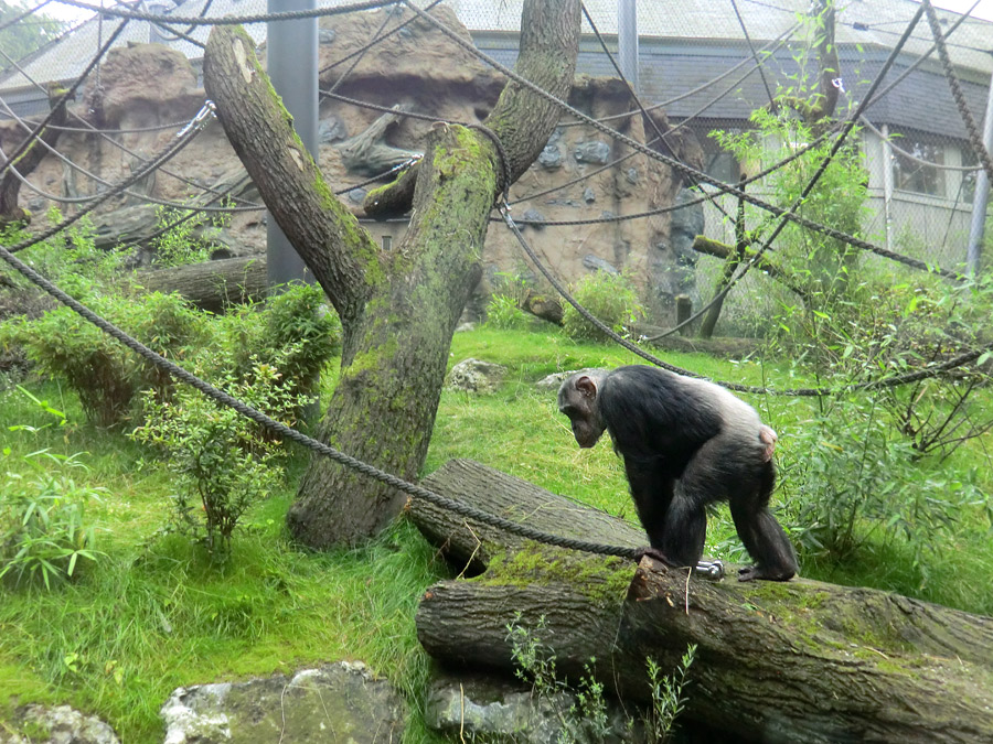 Schimpansin Kitoto auf der Außenanlage im Zoologischen Garten Wuppertal am 13. Juli 2014