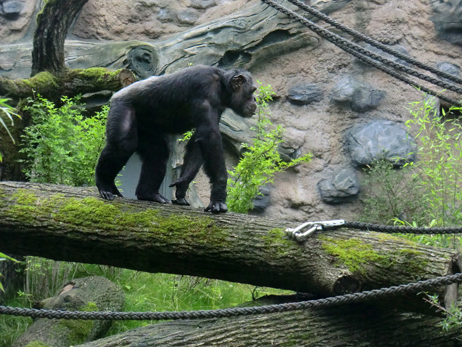Schimpanse Epulu auf der Außenanlage im Wuppertaler Zoo am 13. Juli 2014