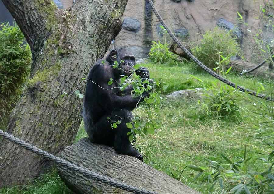 Schimpanse Epulu auf der Freianlage im Zoologischen Garten Wuppertal am 17. Juli 2014